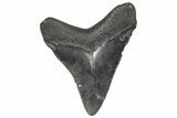 Juvenile Megalodon Tooth - South Carolina #359021-1